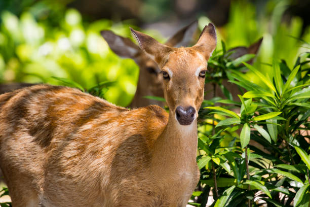 istock Image of deer on nature background. Wild Animals. 679985566