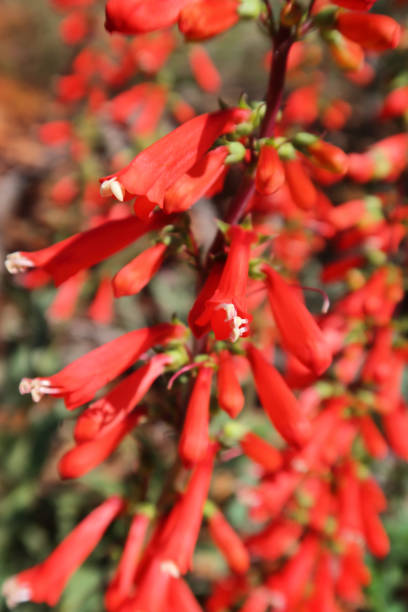 istock Penstemon eatonii Flower Blossoms 679986408