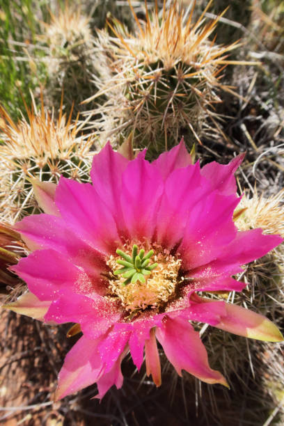 istock Strawberry Hedgehog Cactus Flower Blossom Pollination 679990214