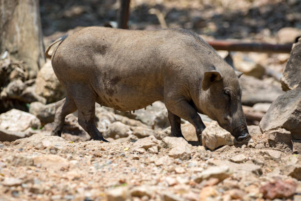 istock Image of boar on natural background. Wild Animals. 679990614