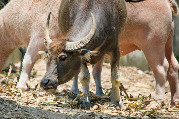 istock Image of buffalo on nature background. Wild Animals. 679990630