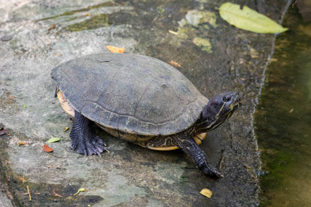 istock Image of an eastern chicken turtle in thailand 679990640