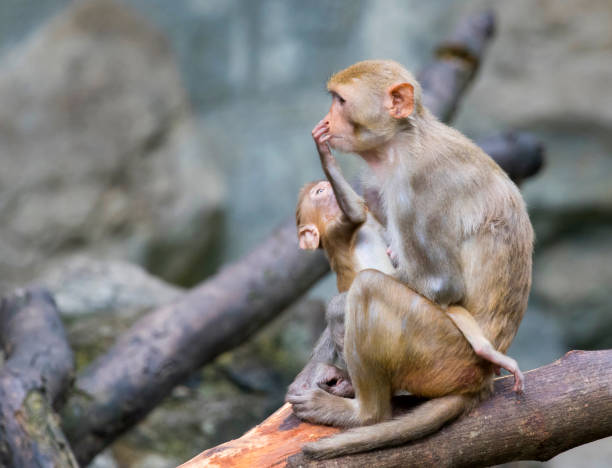 Image of mother monkey and baby monkey sitting on a tree branch.