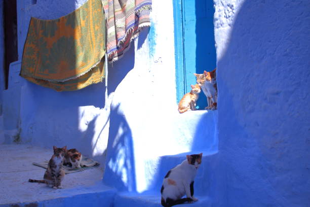 istock Cats in Chefchaouen in Morocco 679993308