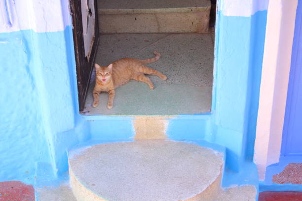 Cats in Chefchaouen in Morocco