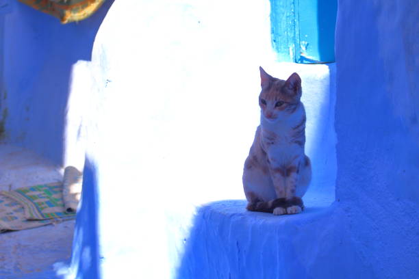 istock Cats in Chefchaouen in Morocco 679993474