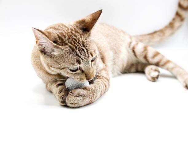 istock Cat is playing with golf ball 679993862