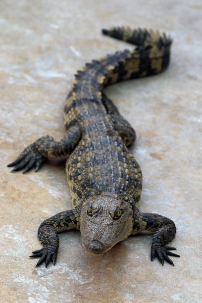 istock crocodile in the farm 679993902