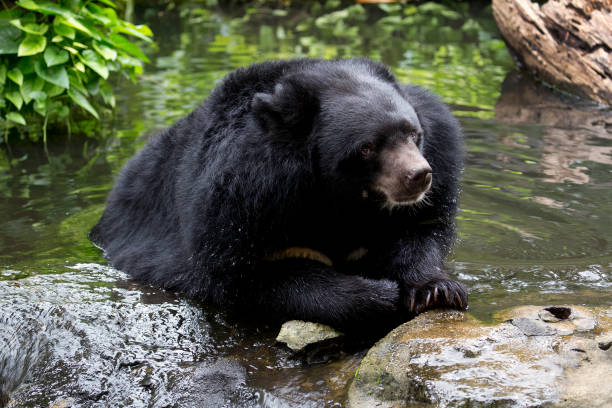 istock Asian black Bear taken a bath in the pond 679994194