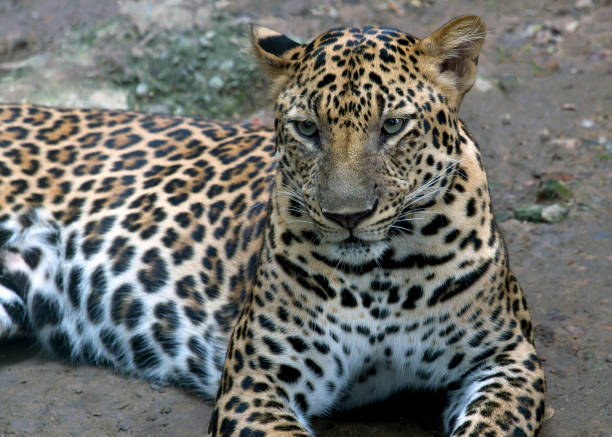 pantera leopardo - indochina wild animals cats travel locations foto e immagini stock