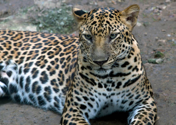 pantera do leopardo - indochina wild animals cats travel locations - fotografias e filmes do acervo