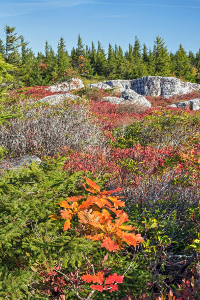 istock Fall Color in The Dolly Sods 680001728