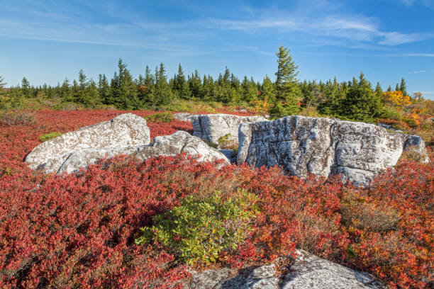 Autumn Hues at Bear Rocks