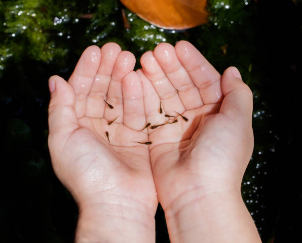 istock Little fish in two hands palm up 680004160