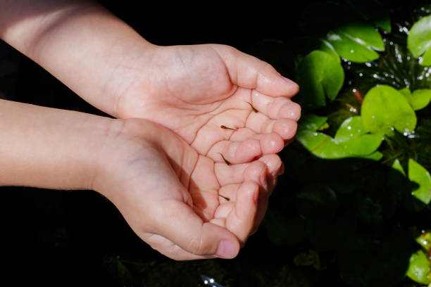 istock Little fish in two hands palm up 680004166