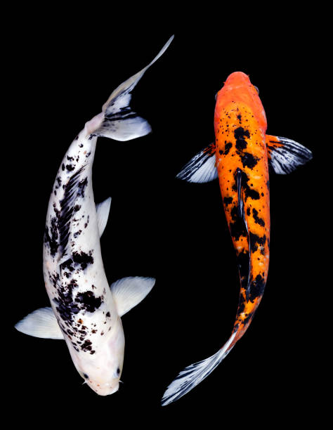 istock Dual White  Carp and Orange Carp 680004180