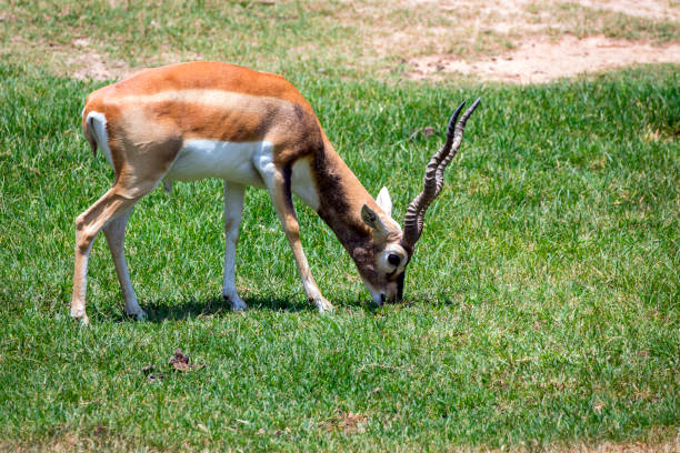 Image of impala male (Aepyceros melampus) on nature background. Wild Animals.