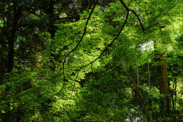 istock Fresh green Leaves in forest 680016024