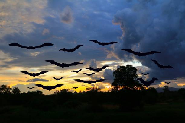 istock bat flying Vampire in day Halloween  forest and sky with copy space for add text 680016154