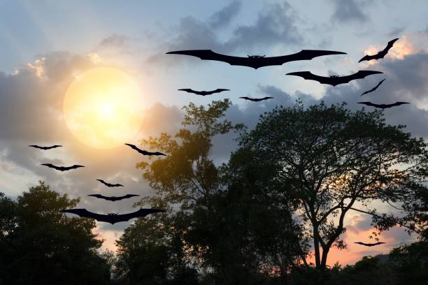 istock bat flying Vampire in day Halloween  forest and sky with copy space for add text 680016214