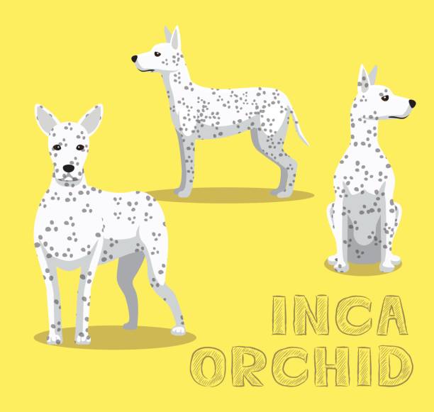 ilustraciones, imágenes clip art, dibujos animados e iconos de stock de perro inca orquídea cartoon vector ilustración - perro peruano