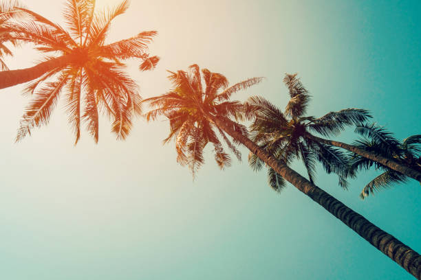 istock Coconut palm tree and blue sky with vintage filter. 680018724