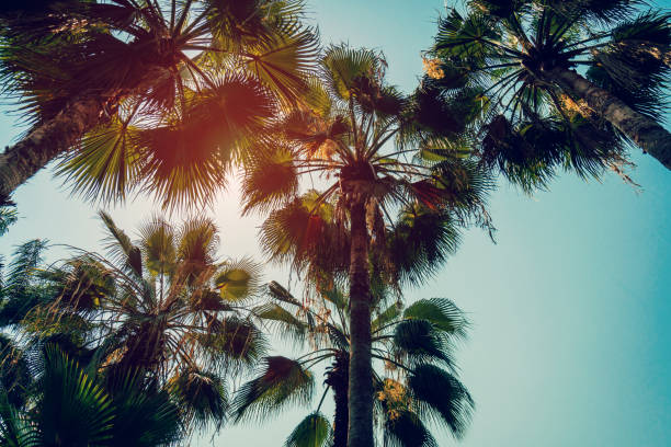 istock Coconut palm tree and blue sky with vintage filter. 680018894