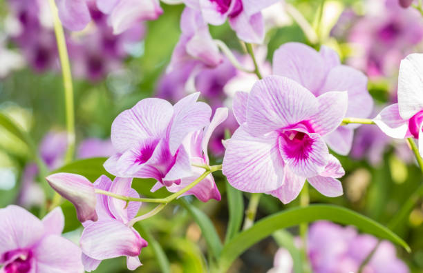 istock Abstract blurred of purple orchids, Dendrobium. 680019122