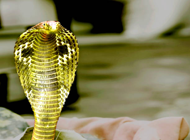 Cobra Snake Cobra snake with blurred background snake hood stock pictures, royalty-free photos & images