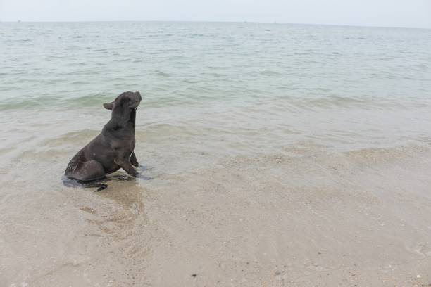 istock happy dog playing in the sea 680019486