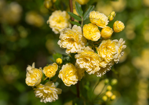 Kerry is a Japanese ornamental shrub with thin bent branches, delicate leaves and bright yellow flowers. Flowers Kerry, Terry or plain, look like miniature roses. Kerry flowering extends from spring to mid-summer.