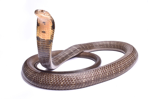 King Cobra (Ophiophagus hannah) and snake charmer in Ella, Sri Lanka.