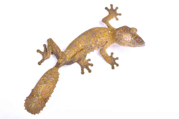 istock Leaf-tailed gecko, Uroplatus henkeli 680021954