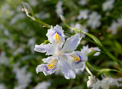 The flower has delicate petals with sharply protruding midrib, resembling a double-edged sword. Flowers blue and white.
