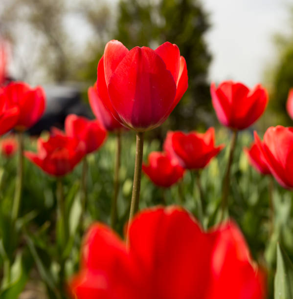 istock Beautiful red tulips in nature 680023046