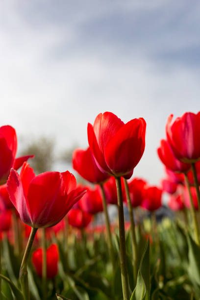 istock Red tulips against the blue sky in the nature 680023120