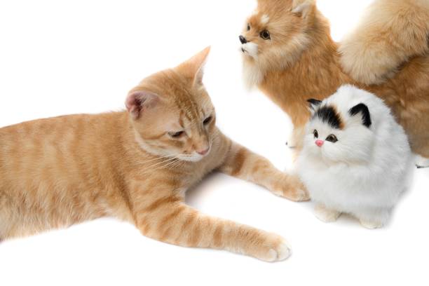 istock cat cute and doll  beautiful on white background 680024154