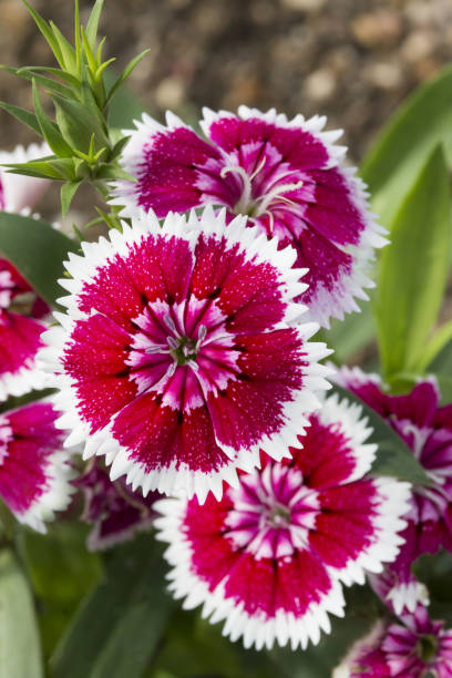 istock Nadesico Japanese Flowers 680028704