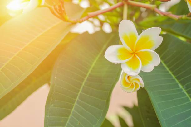 istock plumeria flower white desert rose  beautiful on the tree  with sunset light tone 680031004