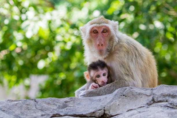 Image of mother monkey and baby monkey on nature background. Wild Animals. stock photo