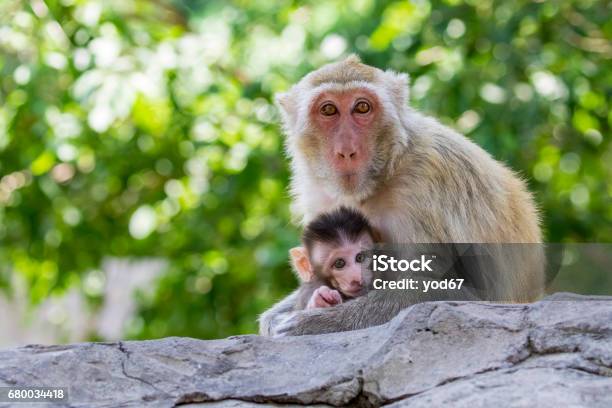 Image Of Mother Monkey And Baby Monkey On Nature Background Wild Animals Stock Photo - Download Image Now