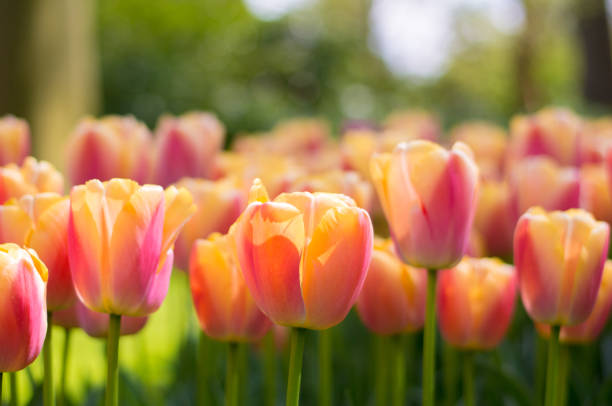 istock Orange tulip expose the light and bouquet at background 680035354