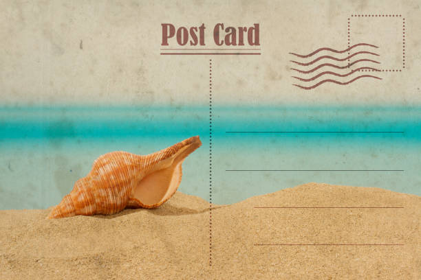 cartão do verão do vintage. seashell na areia - retro revival postcard beach dirty - fotografias e filmes do acervo