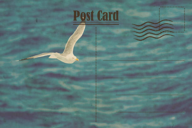 cartão do verão do vintage. gaivota no oceano - retro revival postcard beach dirty - fotografias e filmes do acervo