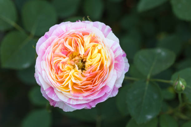 istock orange rose blooming in the garden 680040914
