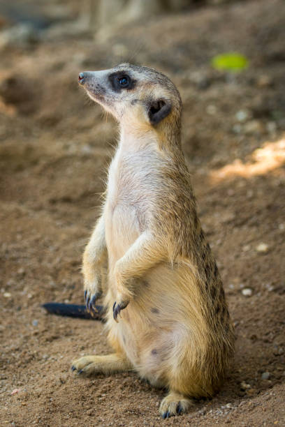 istock Image of meerkat or suricate on nature background. Wild Animals. 680047580