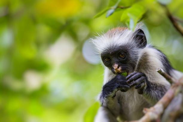 istock Endangered Zanzibar red colobus monkey (Procolobus kirkii), Jozani forest, Zanzibar 680047926