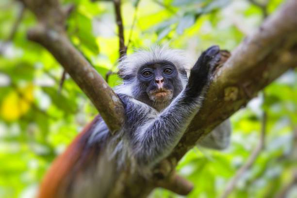 istock Endangered Zanzibar red colobus monkey (Procolobus kirkii), Jozani forest, Zanzibar 680047932