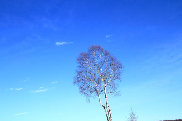 Spring birches with fresh leaves (focus on trunk)
