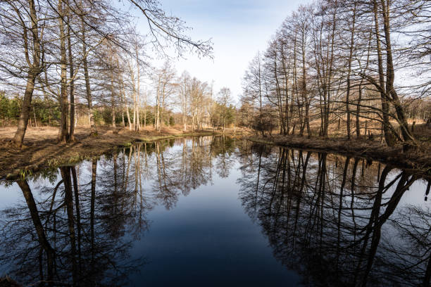 istock reflections of trees in the lake water 680056926